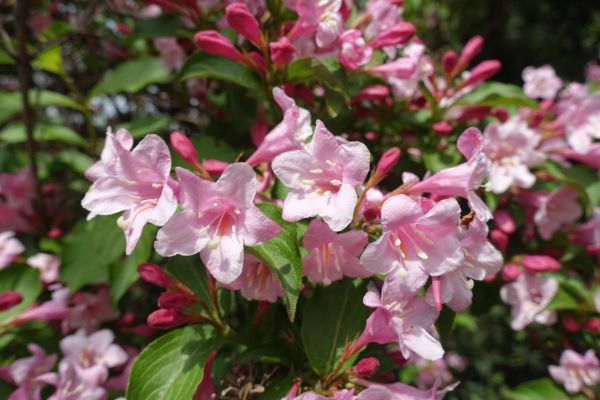 Weigela Pruning Service in Hayward