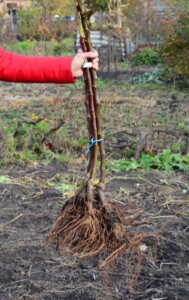 Shrub Root Removal in Hayward