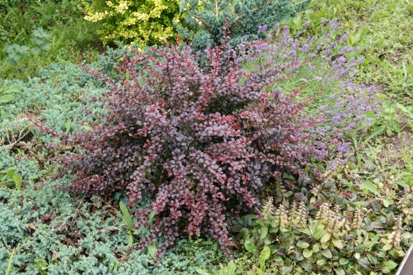 Japanese Barberry Removal in Hayward