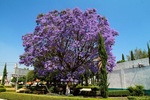 Jacaranda Pruning in Hayward