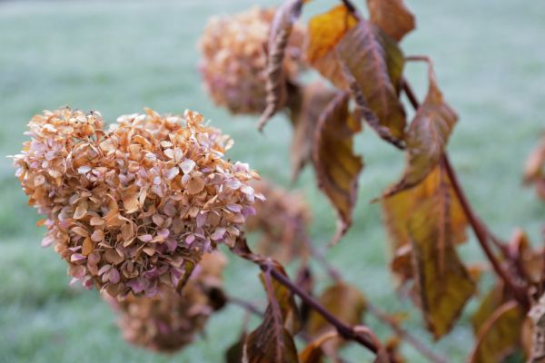 Hydrangea Removal in Hayward