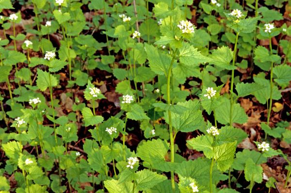 Garlic Mustard Removal in Hayward