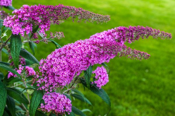 Butterfly Bush Removal in Hayward