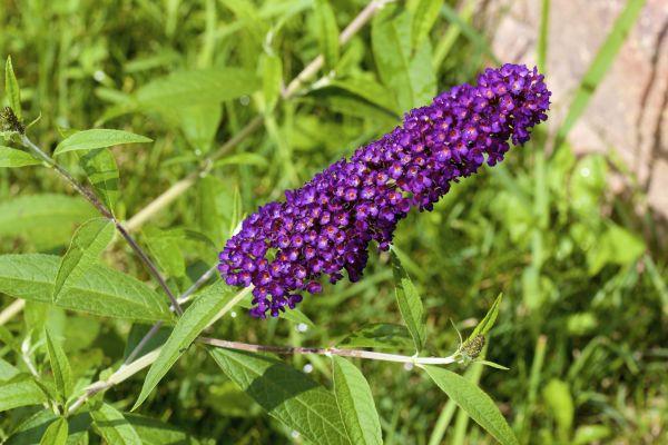 Butterfly Bush Pruning in Hayward