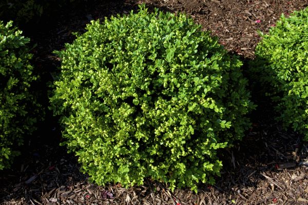 Boxwood Removal in Hayward