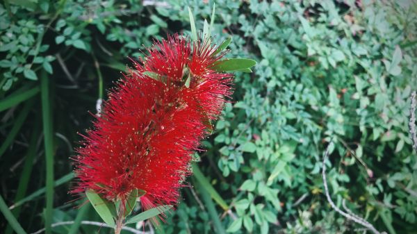 Bottlebrush Pruning in Hayward