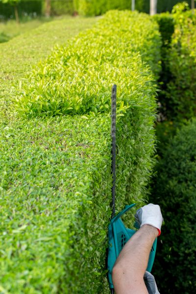 Hedge Trimming in Hayward
